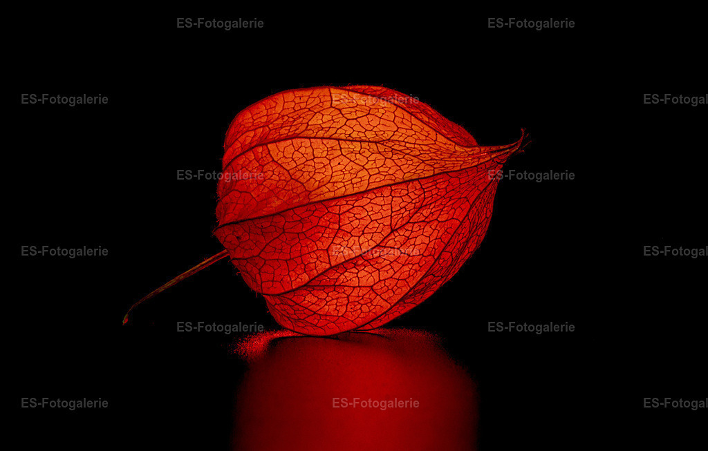 Physalis botanisch